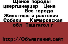 Щенок породы  цвергшнауцер › Цена ­ 30 000 - Все города Животные и растения » Собаки   . Кемеровская обл.,Таштагол г.